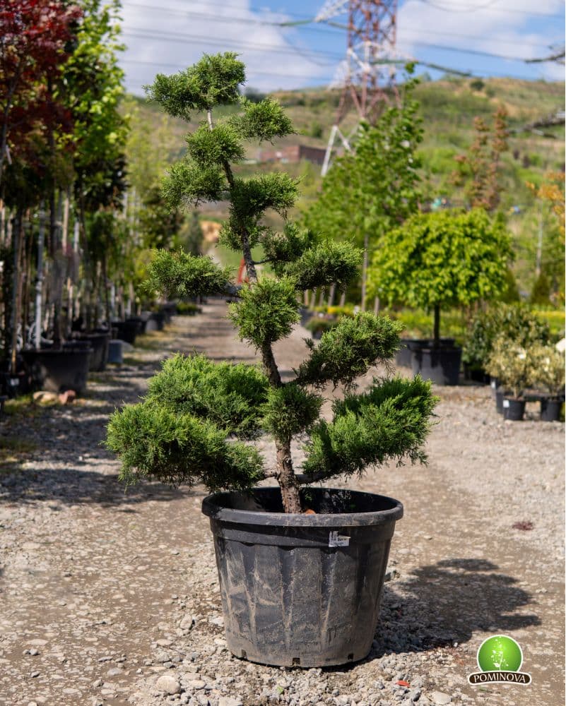 Ienupar Topiar-bonsai (Juniperus x pfitzeriana)