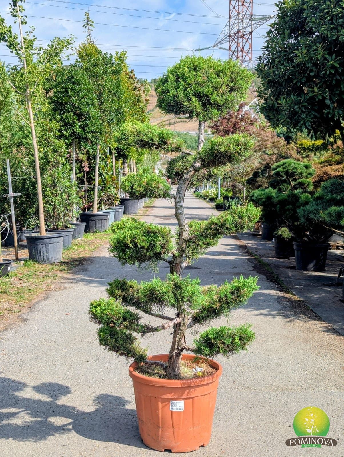 Ienupar Topiar-bonsai (Juniperus x pfitzeriana) — imagine 3