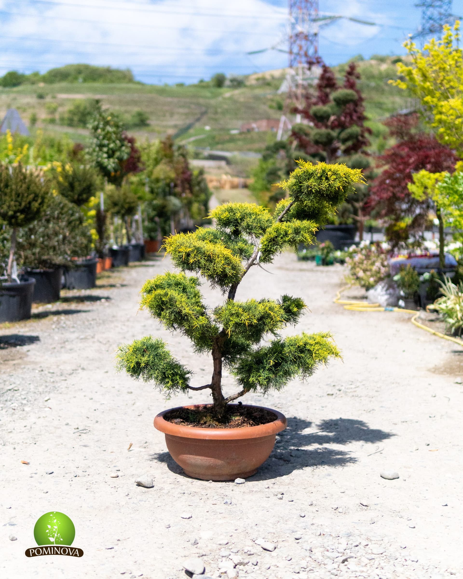Ienupar topiar tip bonsai (Juniperus pfitzeriana 'Old Gold')