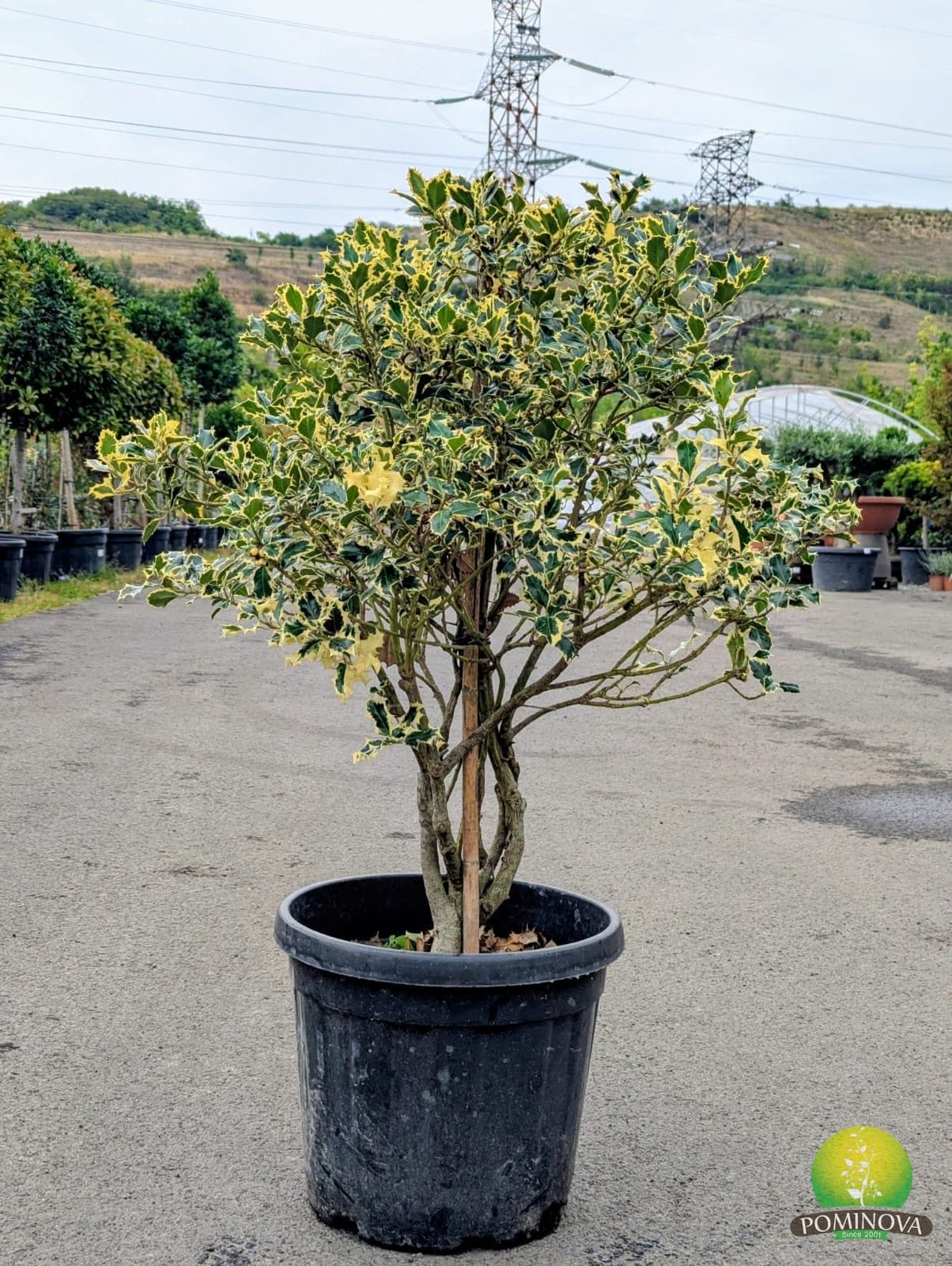 Ilex aq. 'Argentea Marginata'