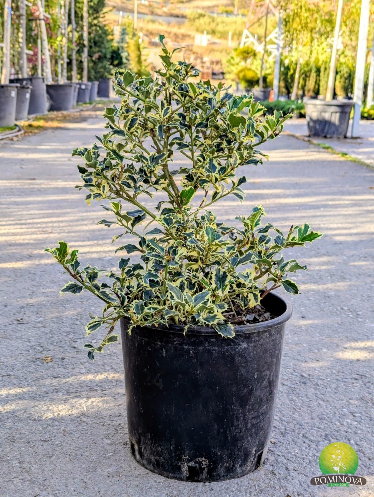 Laur 'Argentea Marginata' (Ilex aquifolium 'Argentea Marginata') - imagine 4