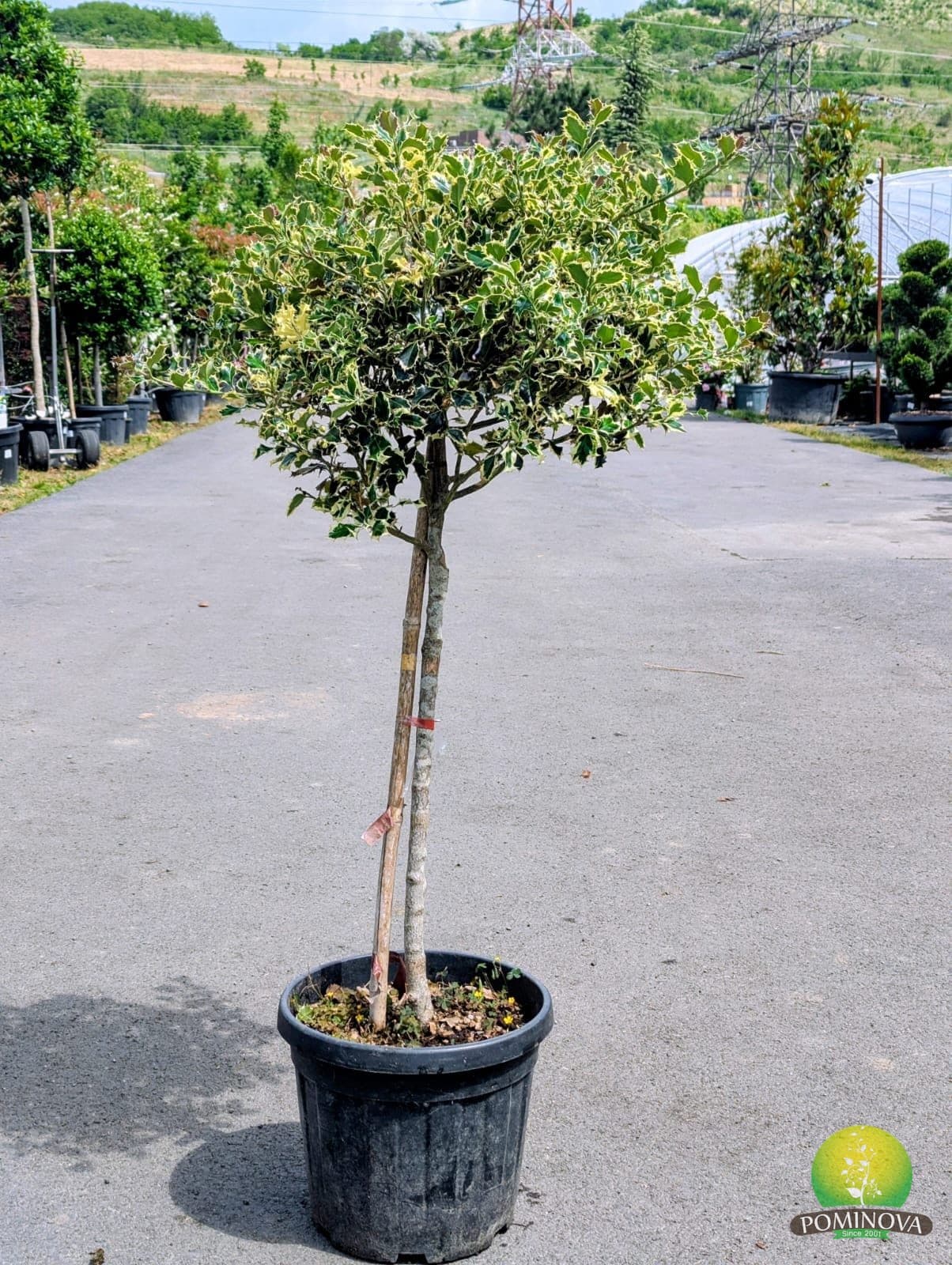 Ilex aquifolium 'Argenteomarginata' — imagine 1