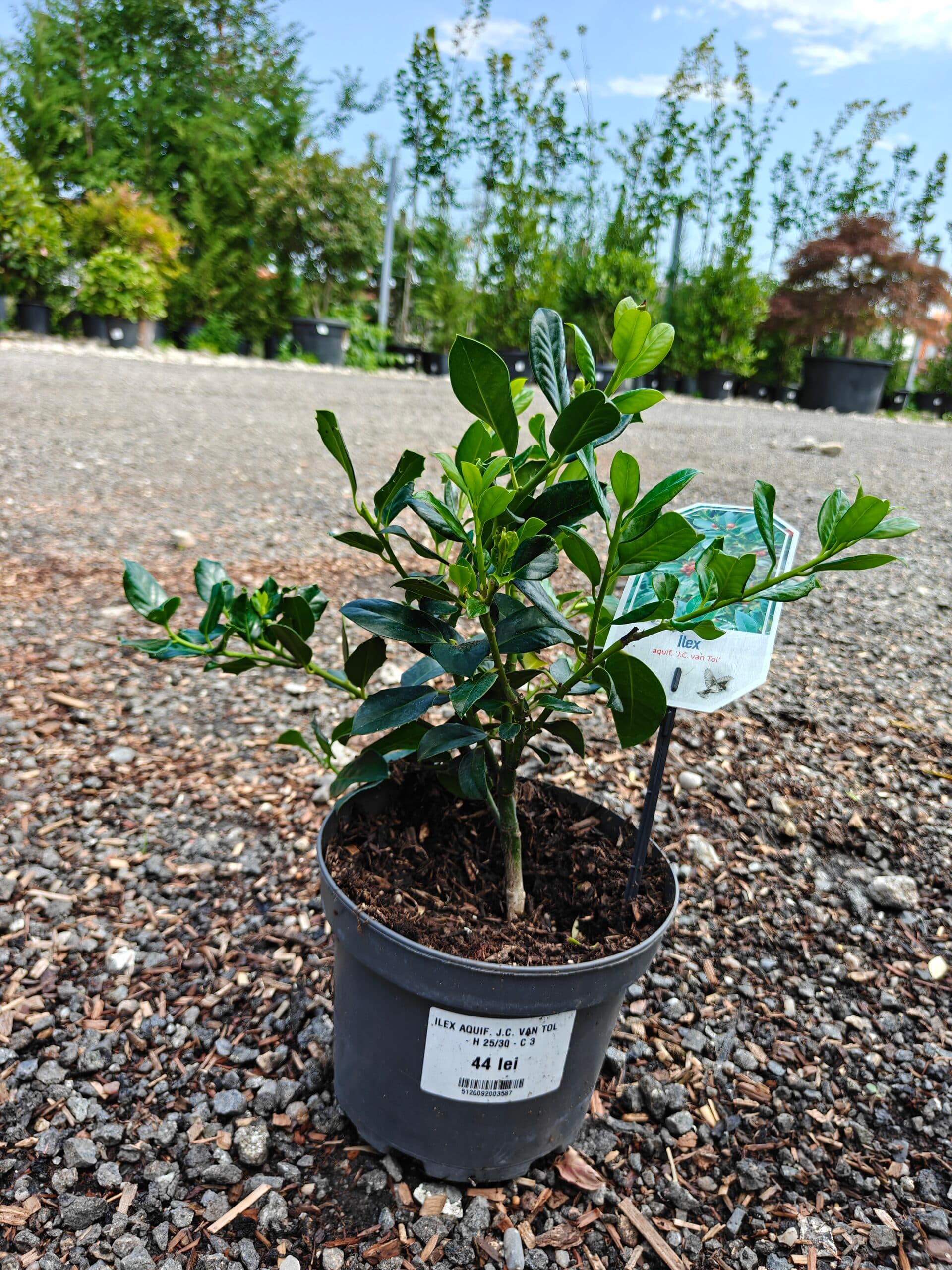 Laur ‘J.C. van Tol’ (Ilex aquifolium ‘J.C. van Tol’) — imagine 1