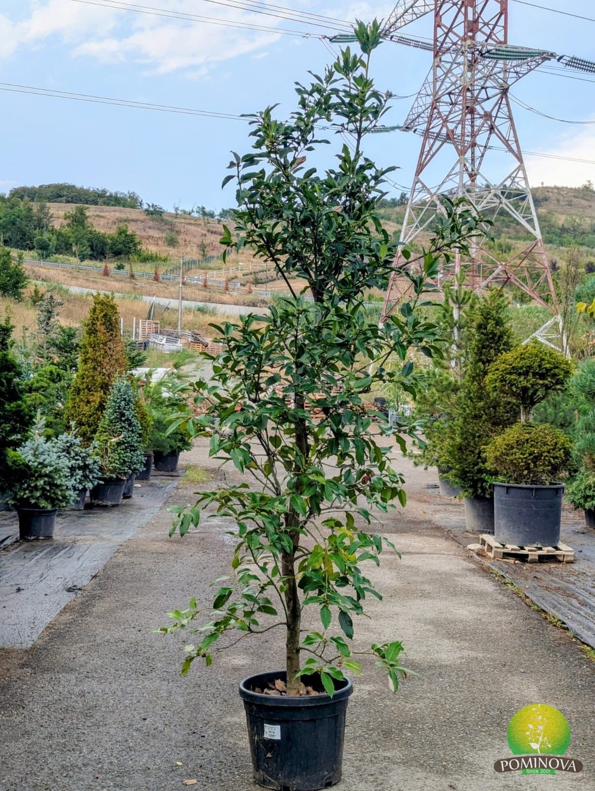 Ilex castaneifolia — imagine 1