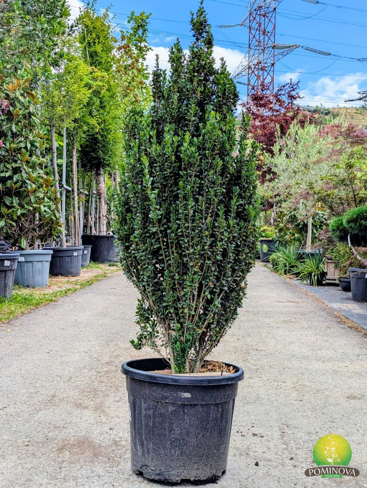 Ilex crenata columnar (Ilex crenata 'Fastigiata')