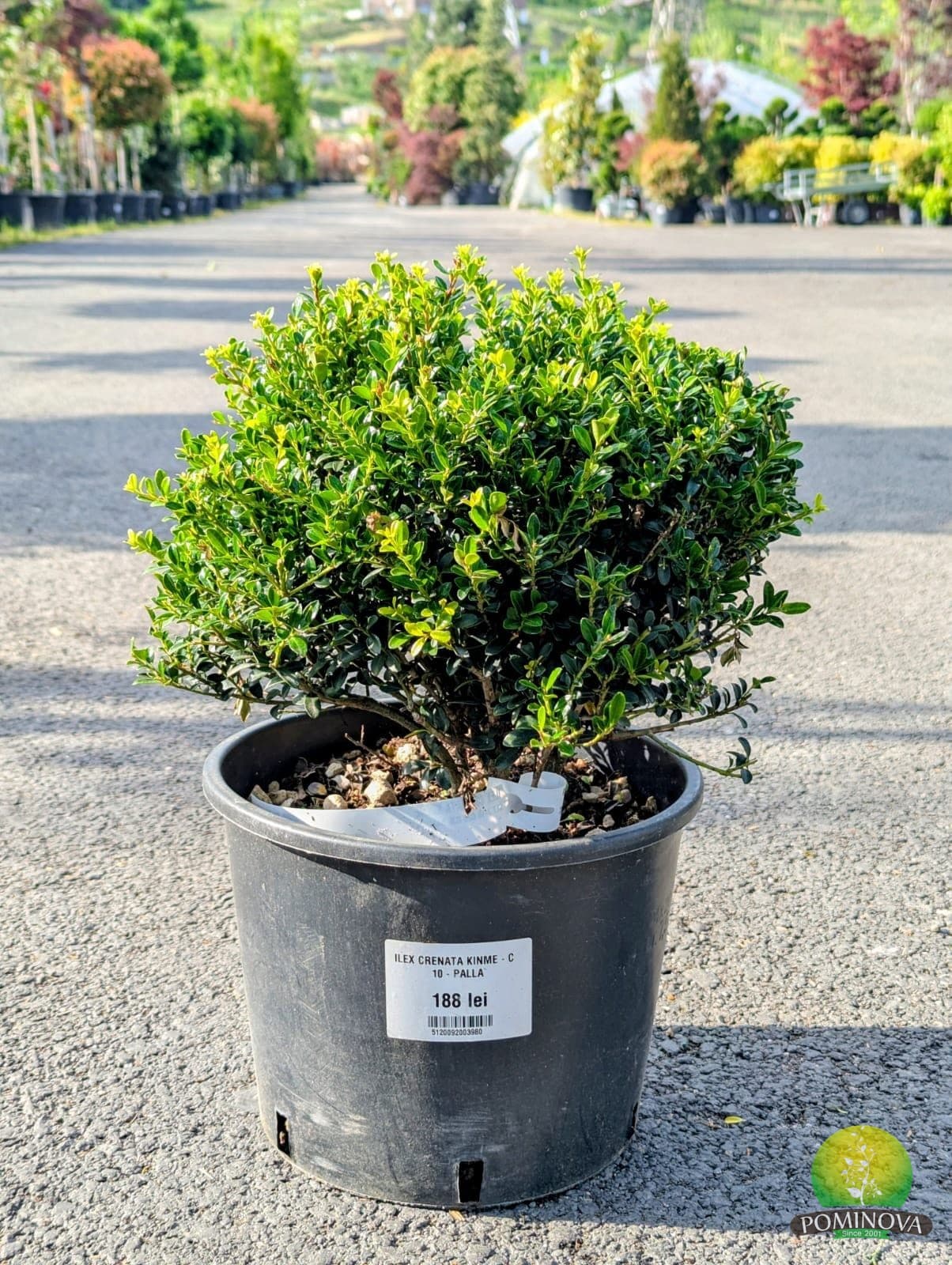 Ilex crenata 'Kinme' - Glob (Ilex crenata 'Kinme') — imagine 1