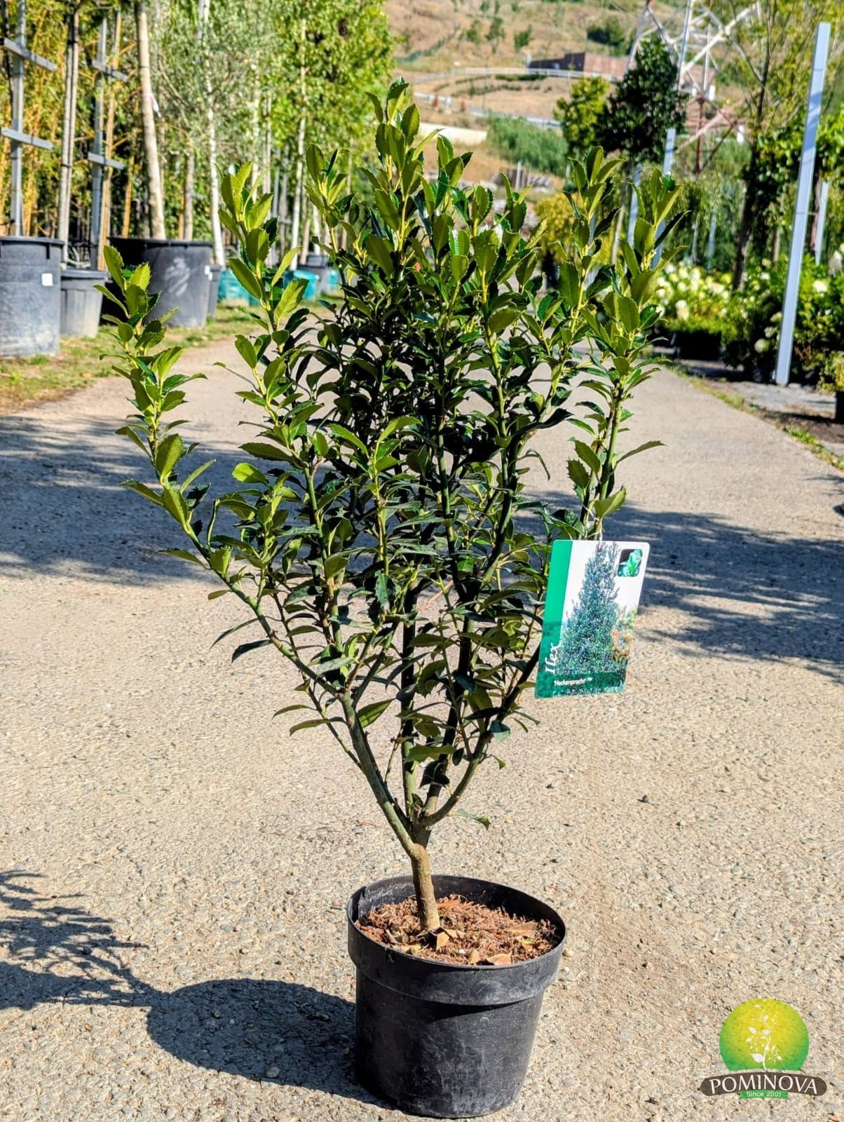 Ilex albastru 'Heckenpracht' (Ilex × meserveae 'Heckenpracht) — imagine 1