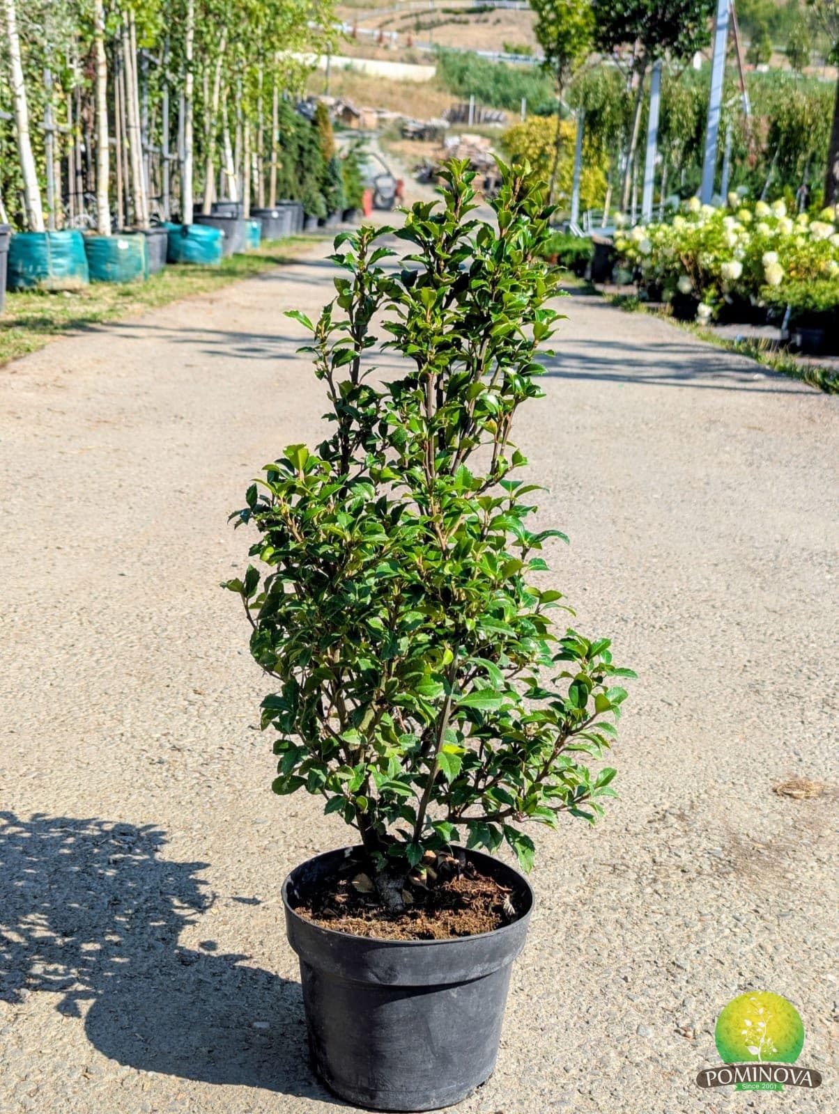 Ilex albastru 'Heckenstar' (Ilex × meserveae 'Heckenstar' ) — imagine 1