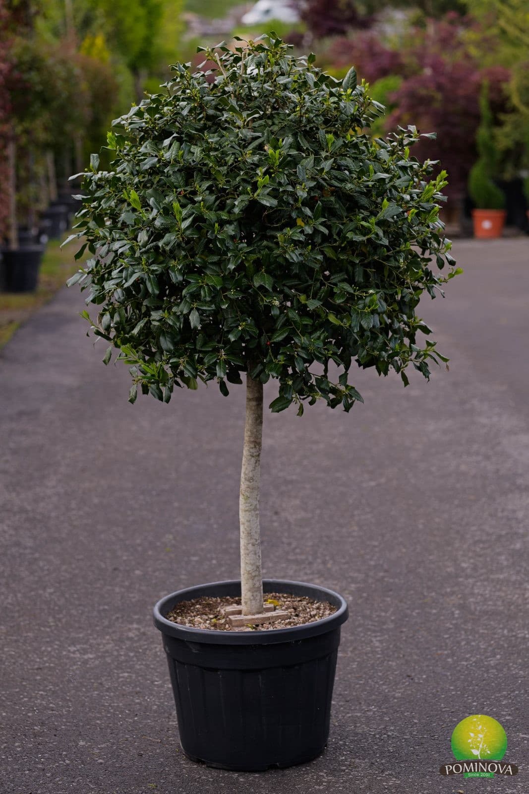 Ilex Mutchagara Nellie R.Stevens — imagine 1