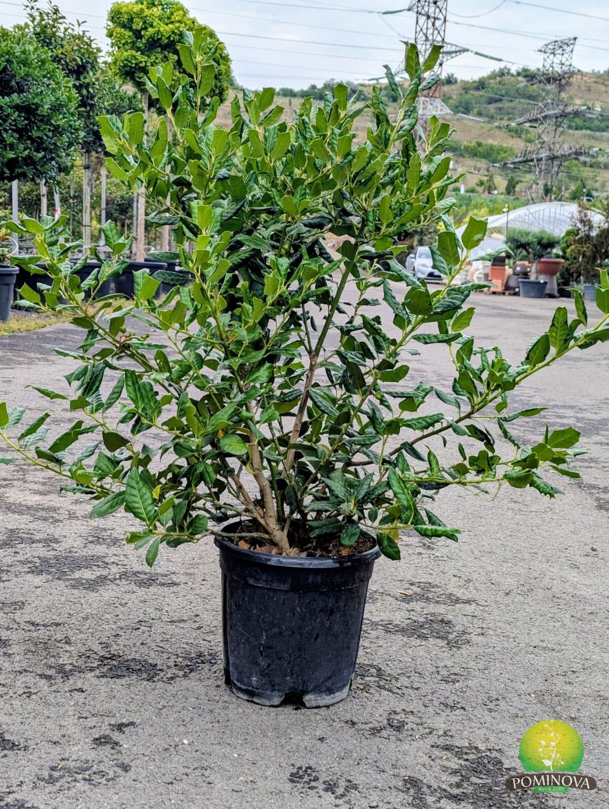 Ilex mutchagara 'Nellie R. Stevens'