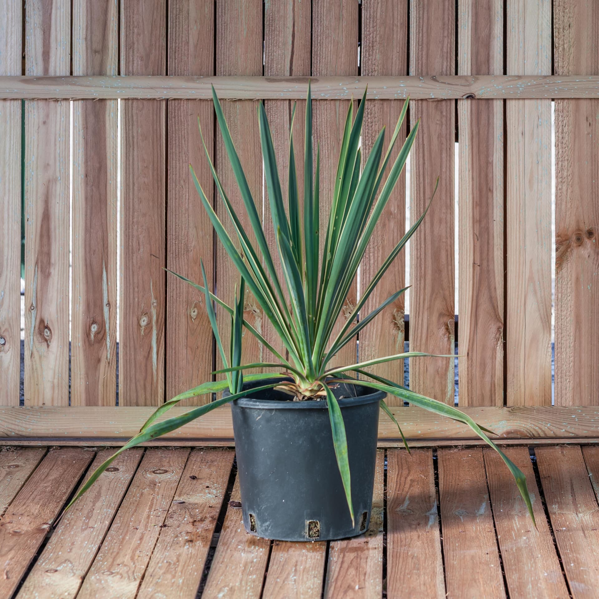 Iuca de grădină variegata (Yucca filamentosa 'Bright Edge')