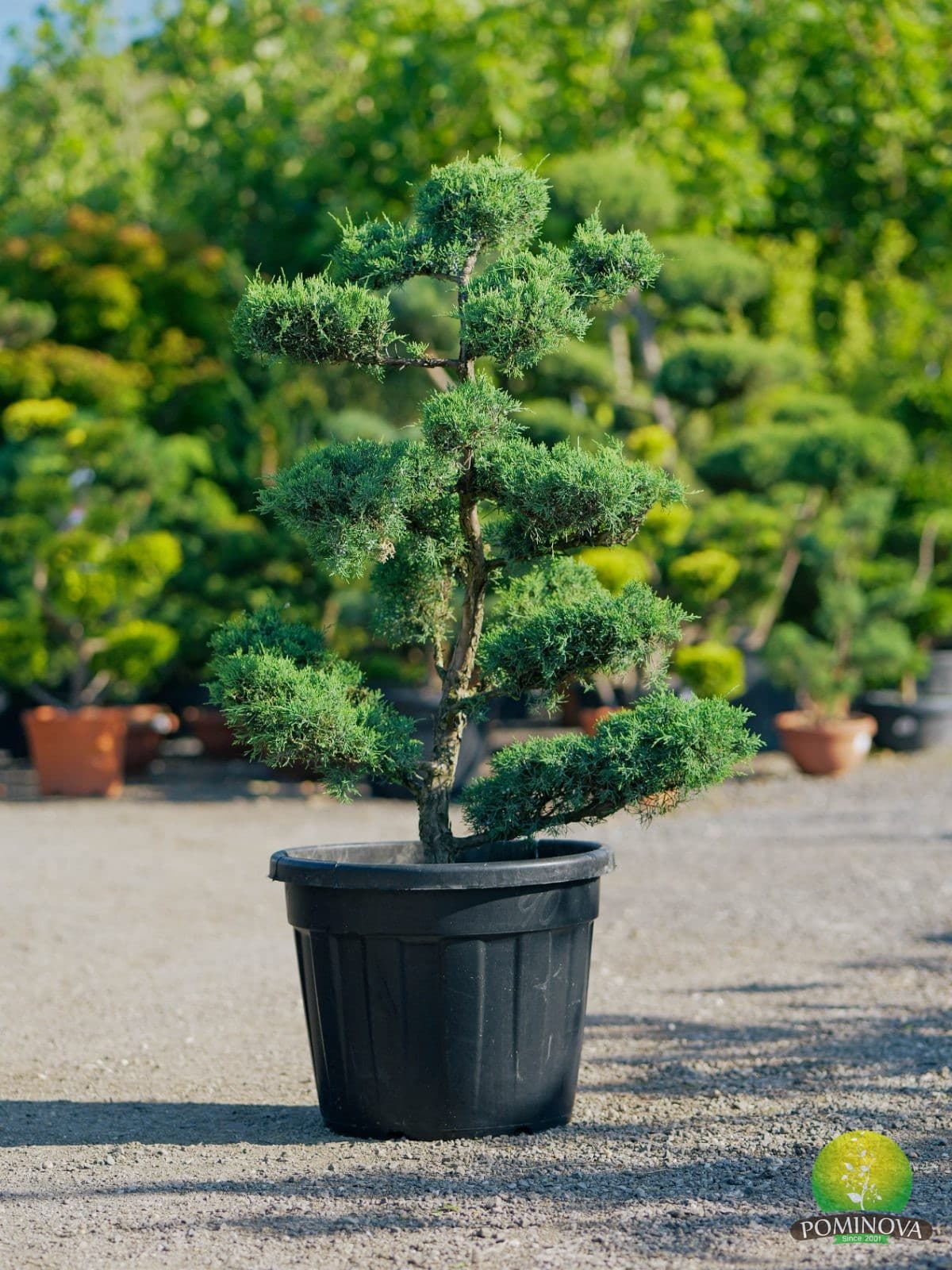 Juniperus pfitzeriana - Bonsai