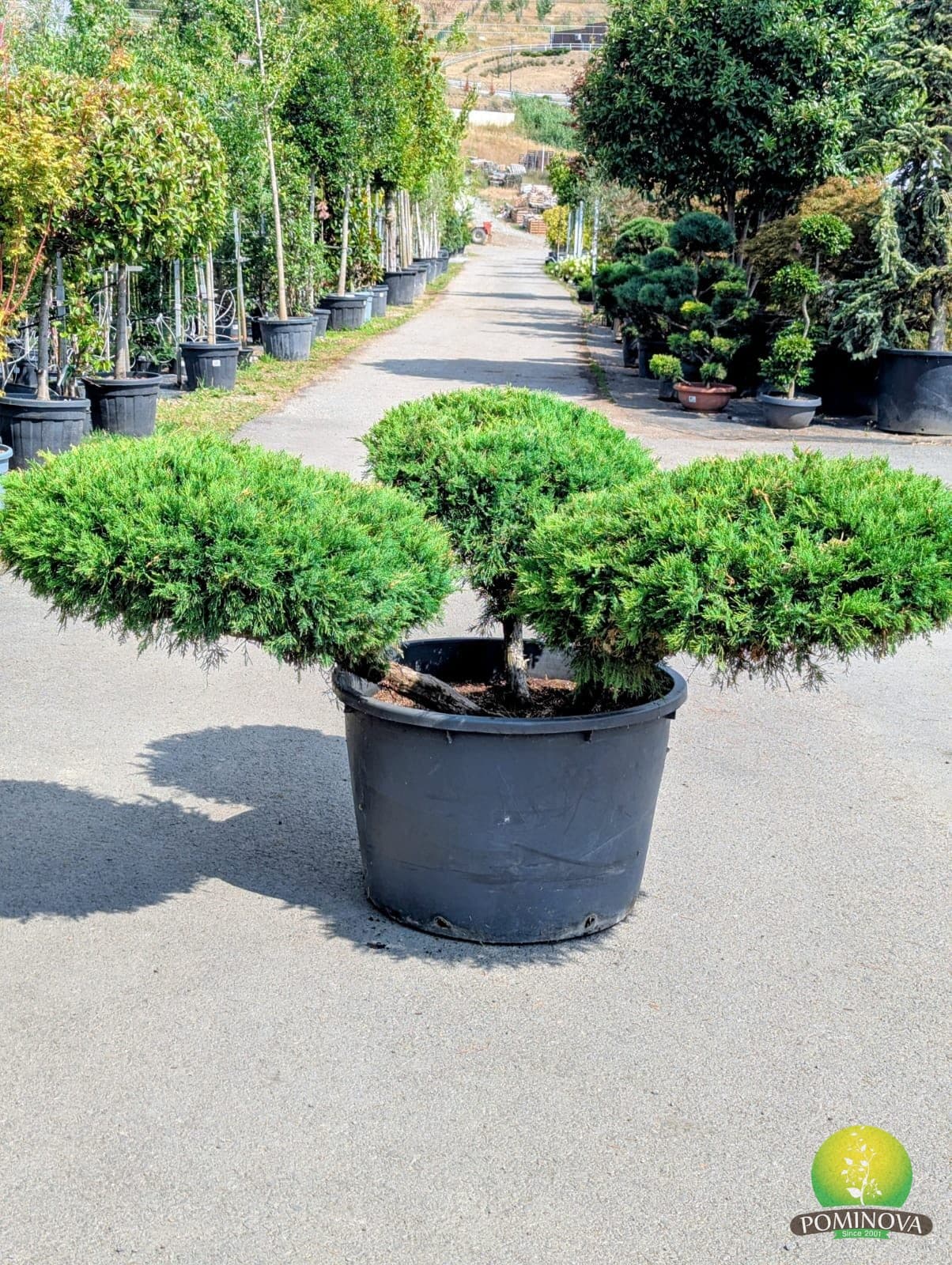 Ienupăr auriu Bonsai (Juniperus × pfitzeriana 'Old Gold')