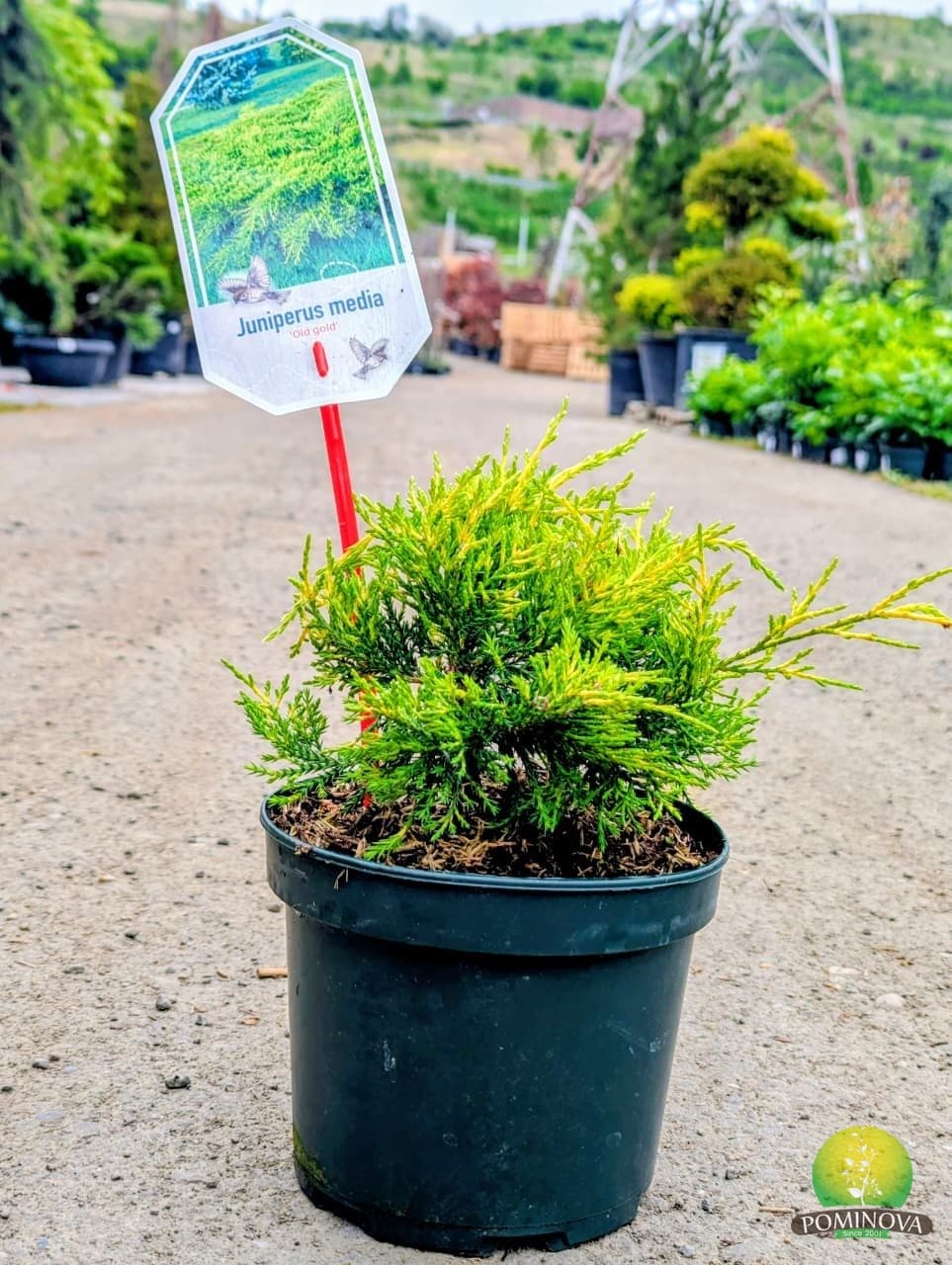Ienupăr târâtor auriu (Juniperus media 'Old Gold') — imagine 1