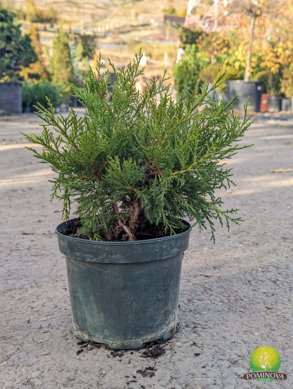 Ienupăr târâtor auriu (Juniperus media 'Old Gold') - imagine 3