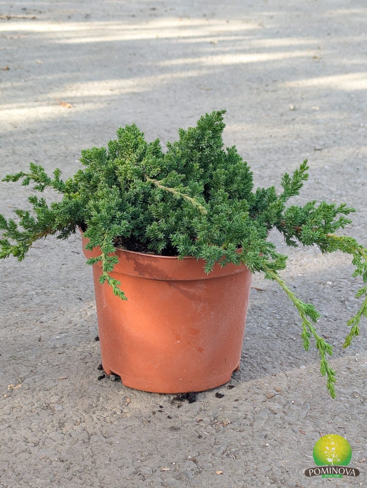 Ienupăr japonez pitic (Juniperus procumbens ‘Nana’) - imagine 3