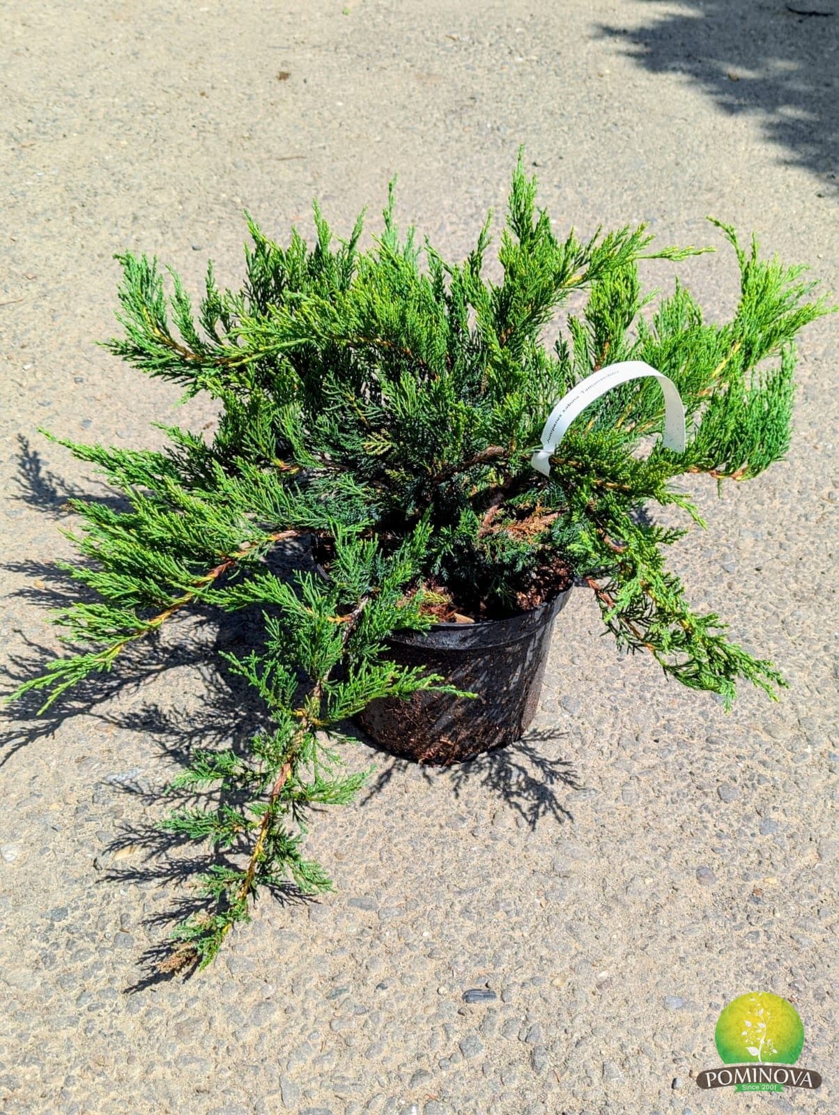 Juniperus sabina 'Tamariscifolia'