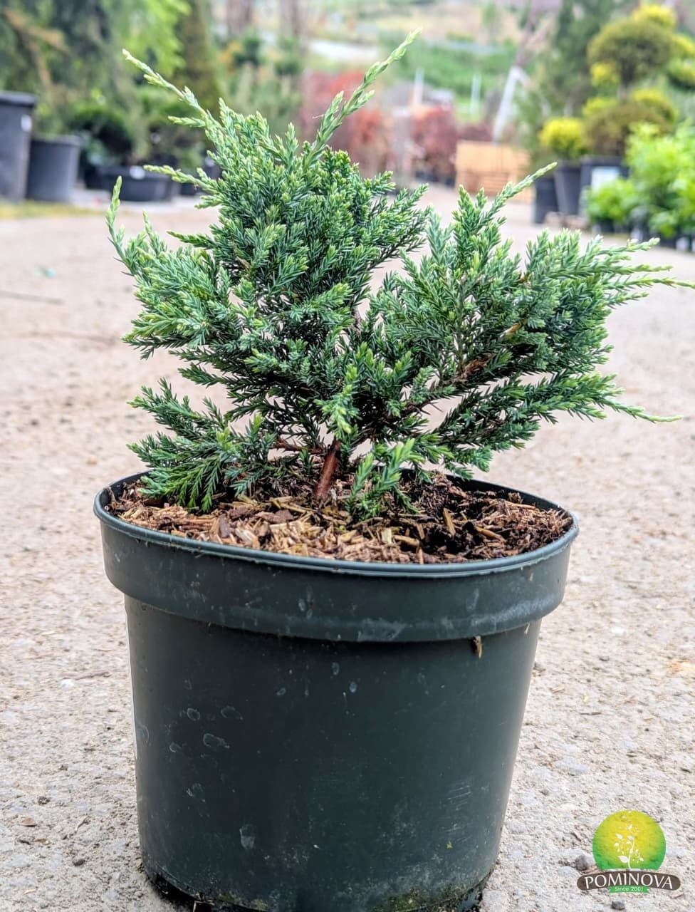 Ienupăr târâtor albastru (Juniperus squamata 'Blue Carpet') — imagine 1