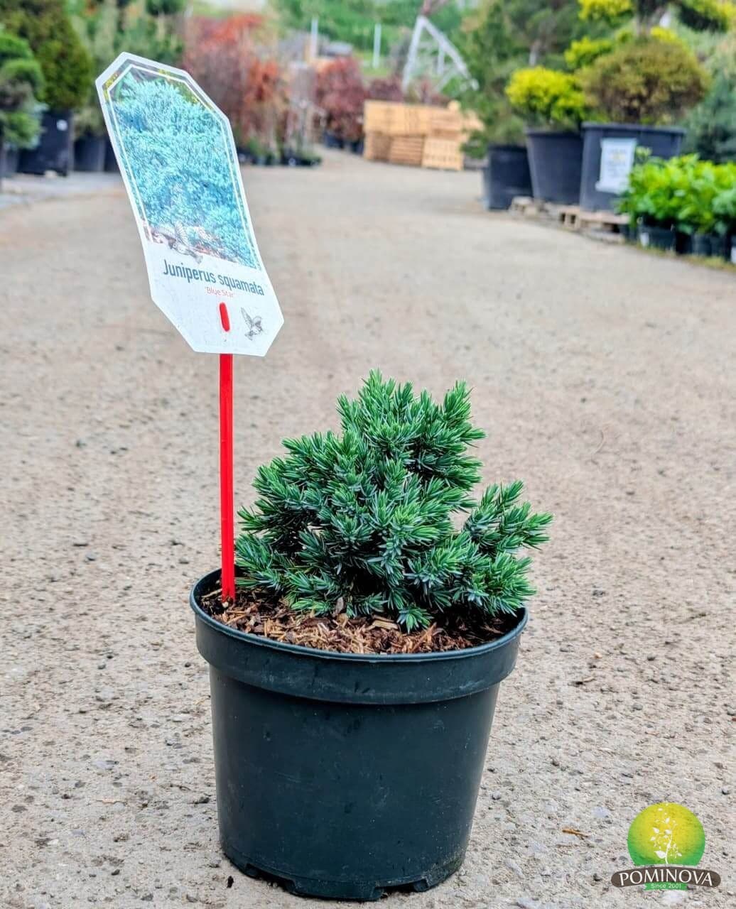 Ienupăr târâtor albastru (Juniperus squamata 'Blue Star') — imagine 1