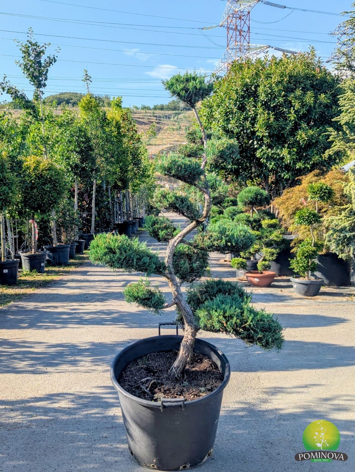 Ienupăr bonsai 5X (Juniperus × pfitzeriana 'Glauca' - Bonsai)