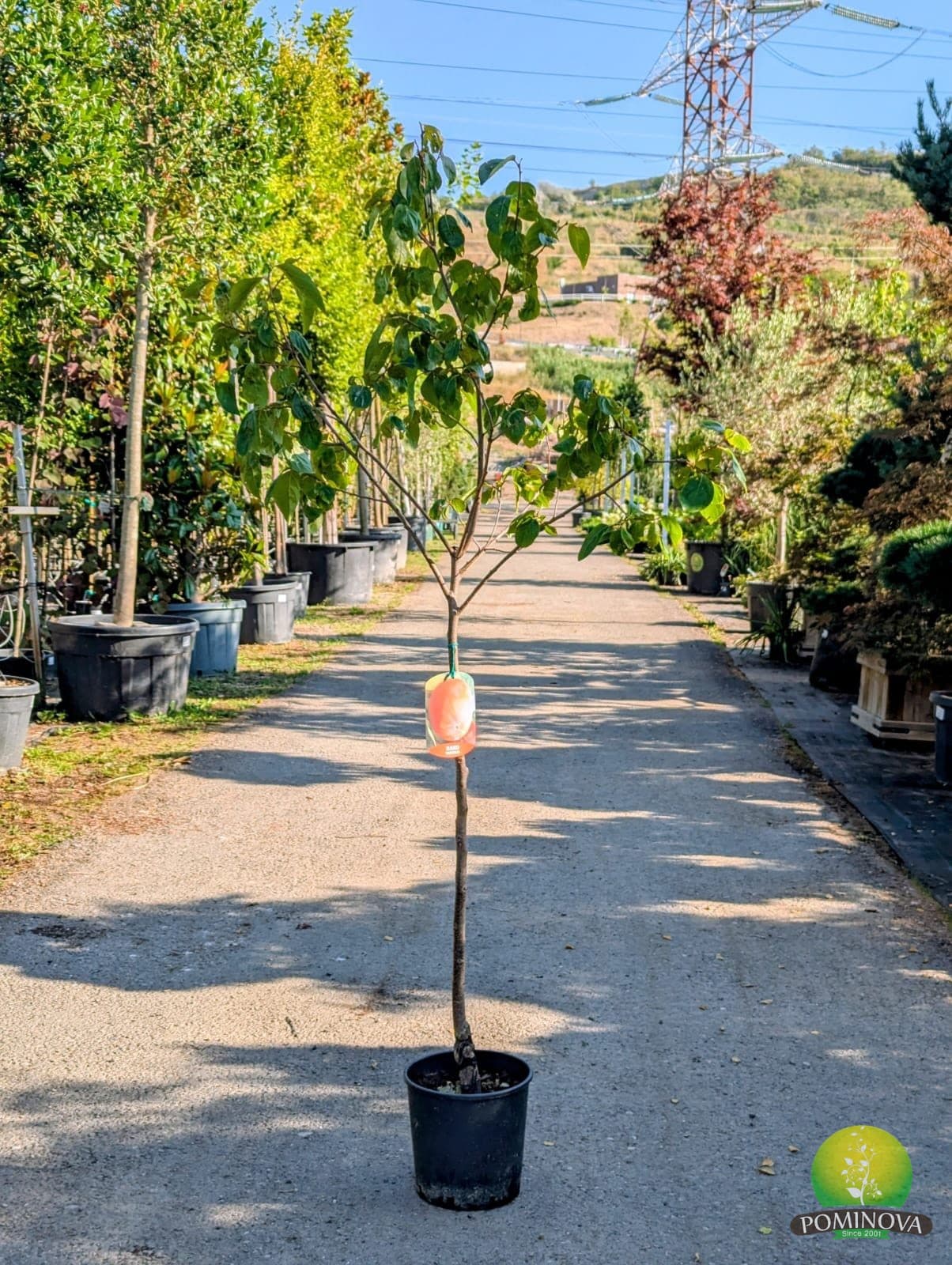 Kaki / Curmal japonez (Diospyros kaki) — imagine 1