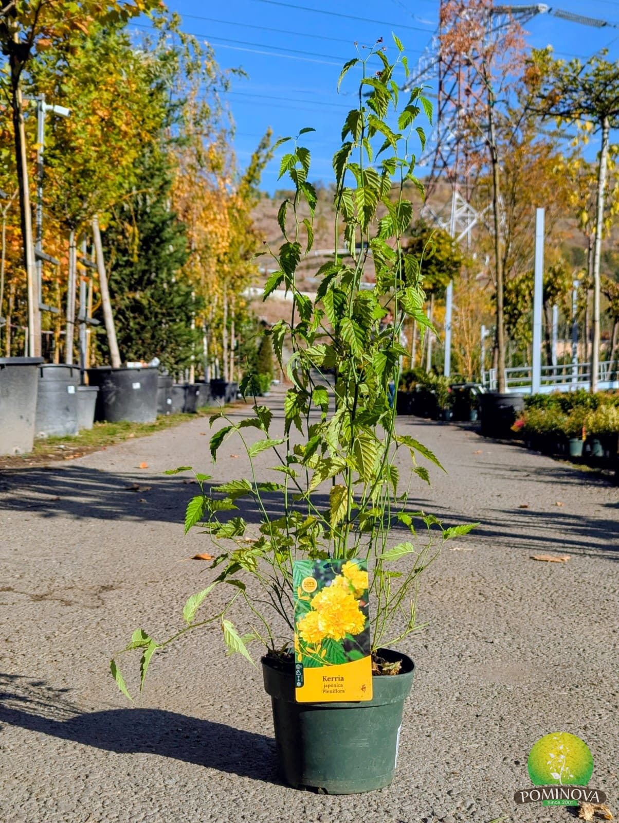 Floarea de aur (Kerria japonica 'Pleniflora') - imagine 1