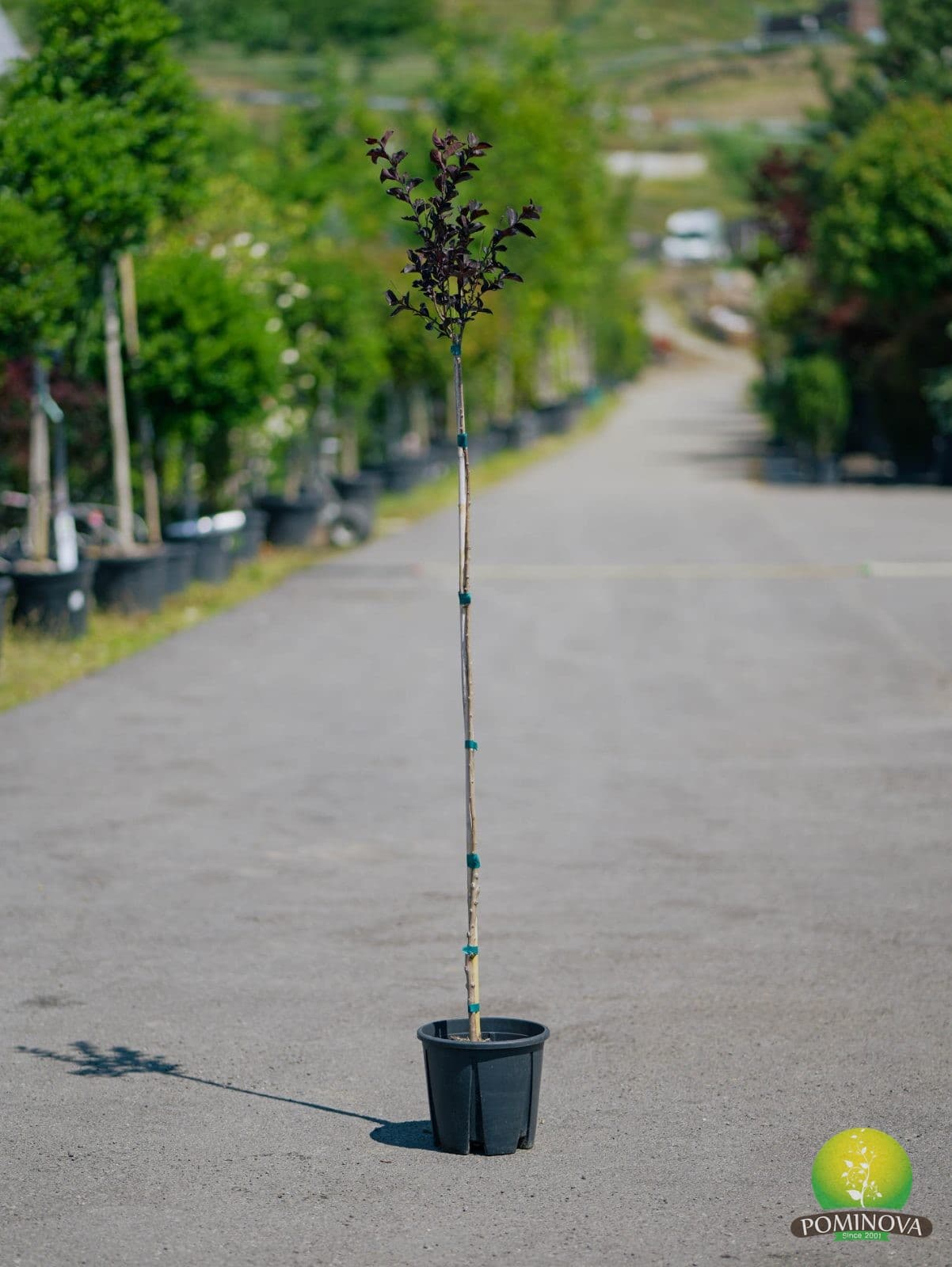 Liliac indian pe port înalt (Lagerstroemia indica) — imagine 1