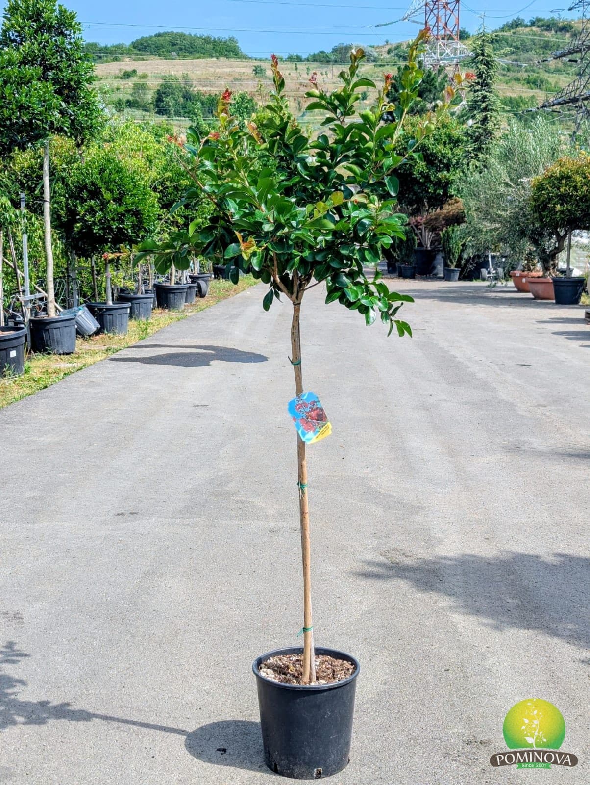 Lagerstroemia indica 'Durant Red' - Altoit pe trunchi (Lagerstroemia indica 'Durant Red')