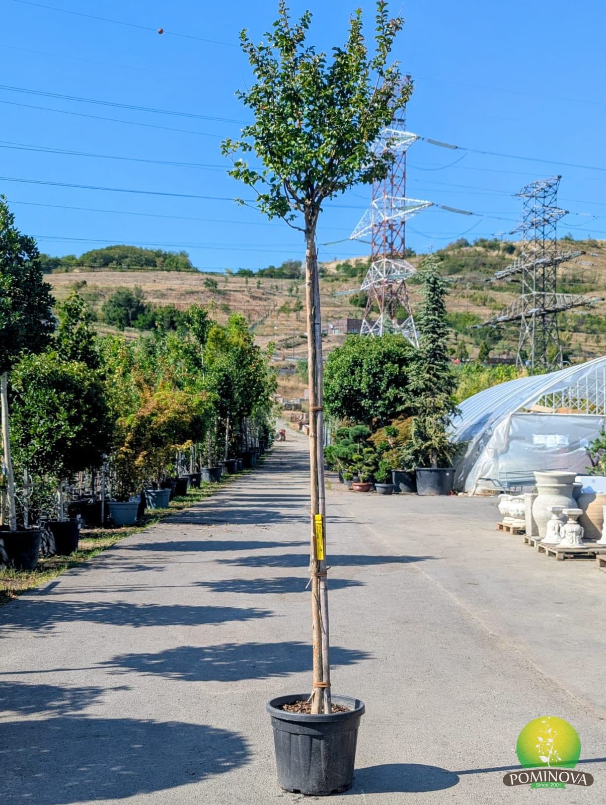 Lagerstroemia Indica Superviolacea (Lagerstroemia indica 'Superviolacea') — imagine 1