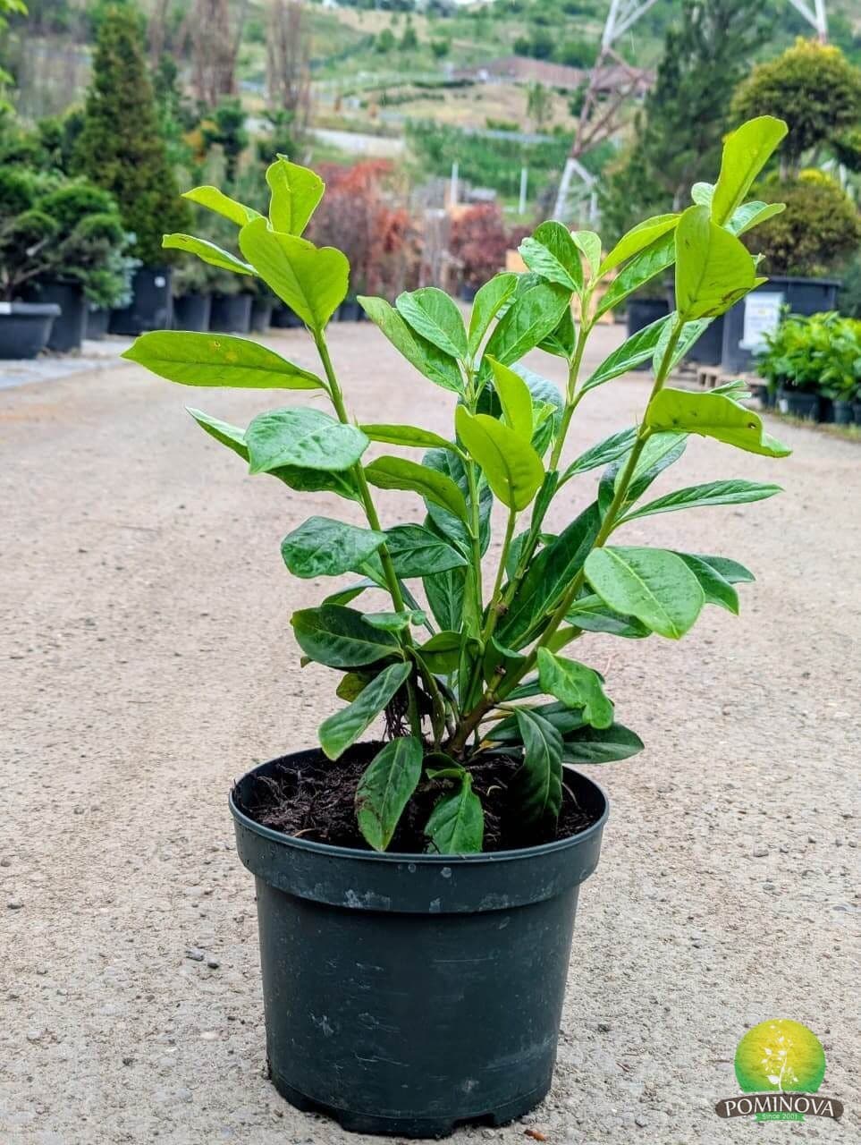 Laur englezesc (Prunus laurocerasus 'Novita') — imagine 2