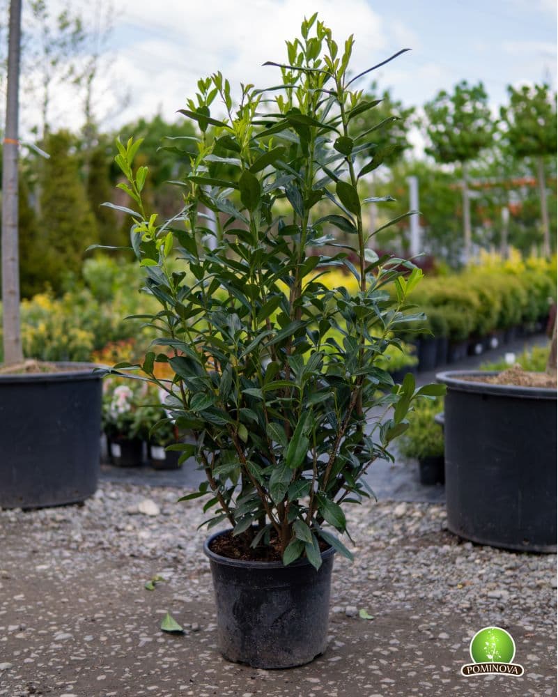 Laur englezesc (Prunus laurocerasus 'Caucasica')