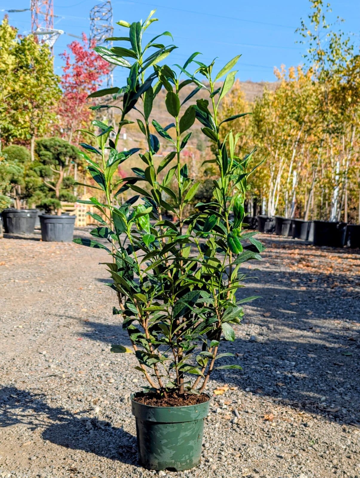 Laur englezesc (Prunus laurocerasus 'Caucasica') - imagine 2
