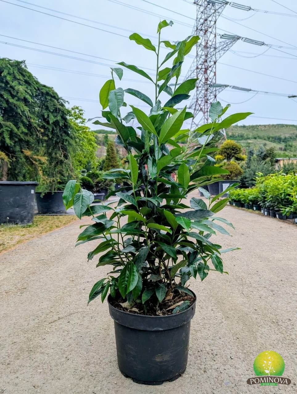 Laur englezesc 'Mariblon' (Prunus laurocerasus 'Mariblon') - imagine 3