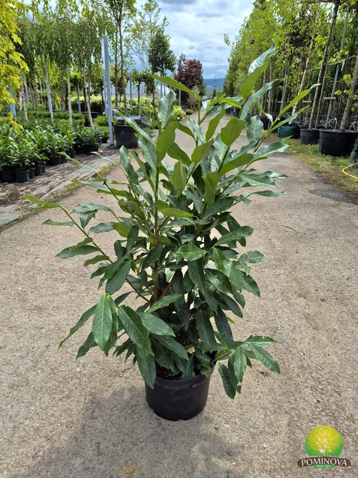 Laur englezesc 'Mariblon' (Prunus laurocerasus 'Mariblon')