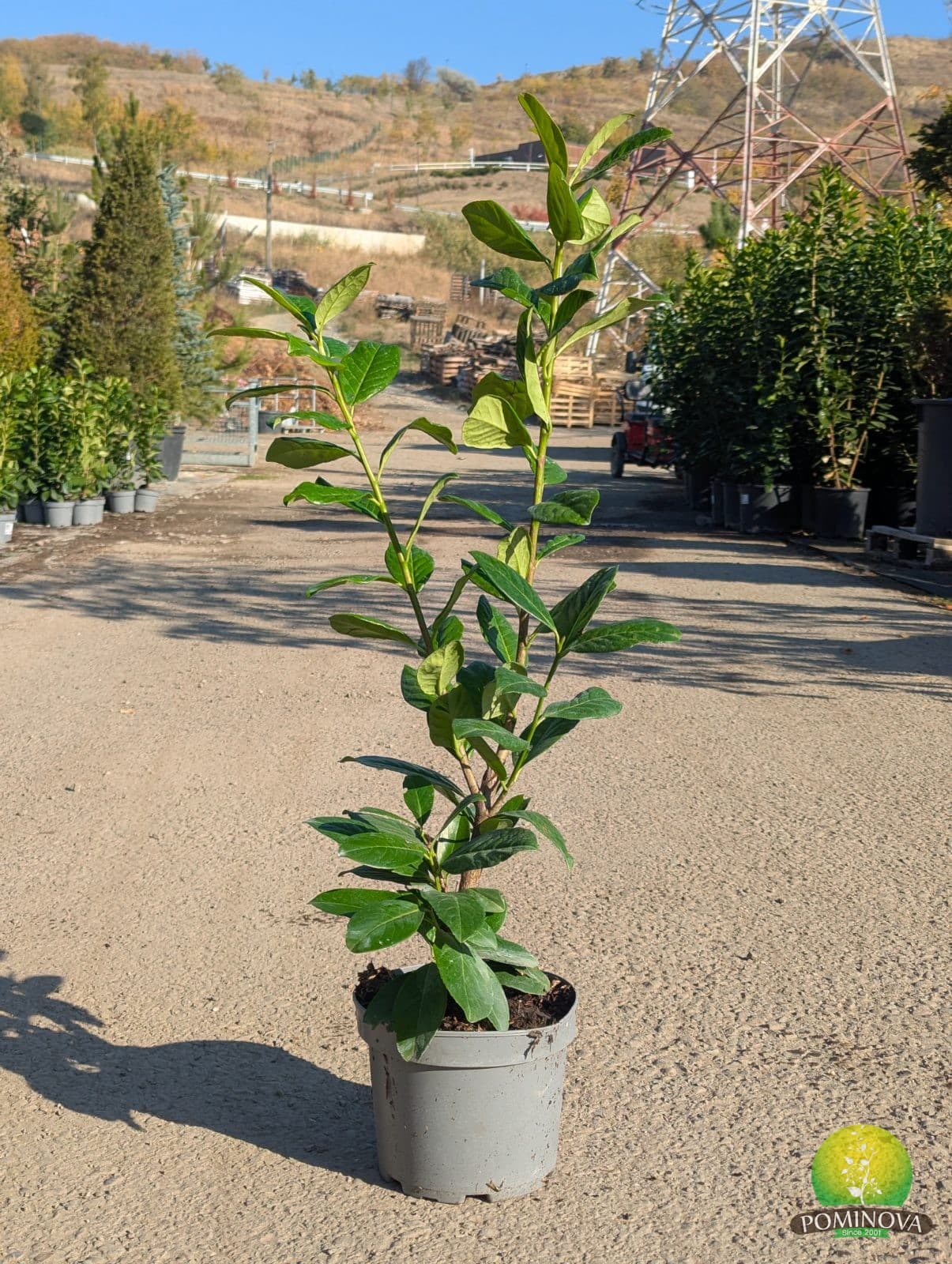Laur englezesc (Prunus laurocerasus 'Novita') - imagine 2
