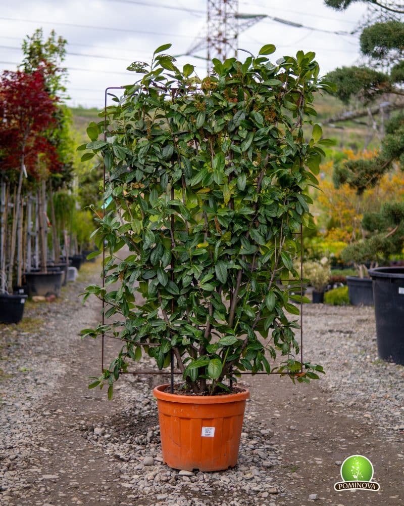 Laur englezesc pe spalier (Prunus laurocerasus)