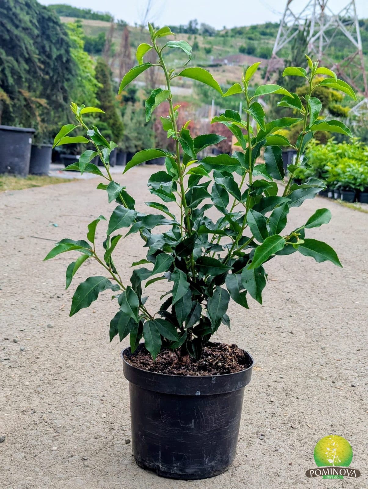 Laur portughez (Prunus lusitanica 'Angustifolia') — imagine 1