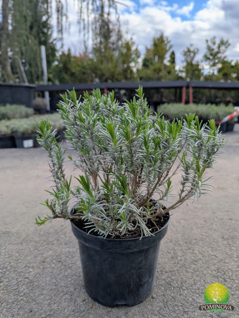 Lavanda