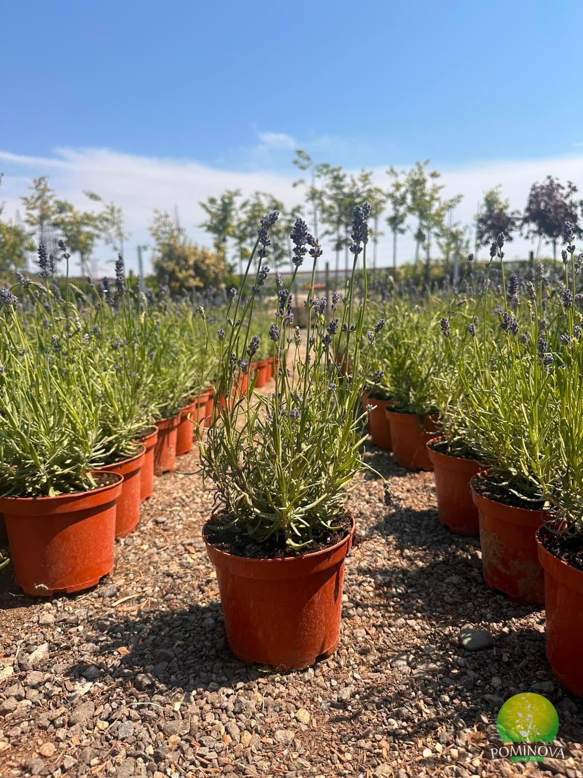 Lavanda 'Oxford Gem' (Lavandula angustifolia 'Oxford Gem') — imagine 1