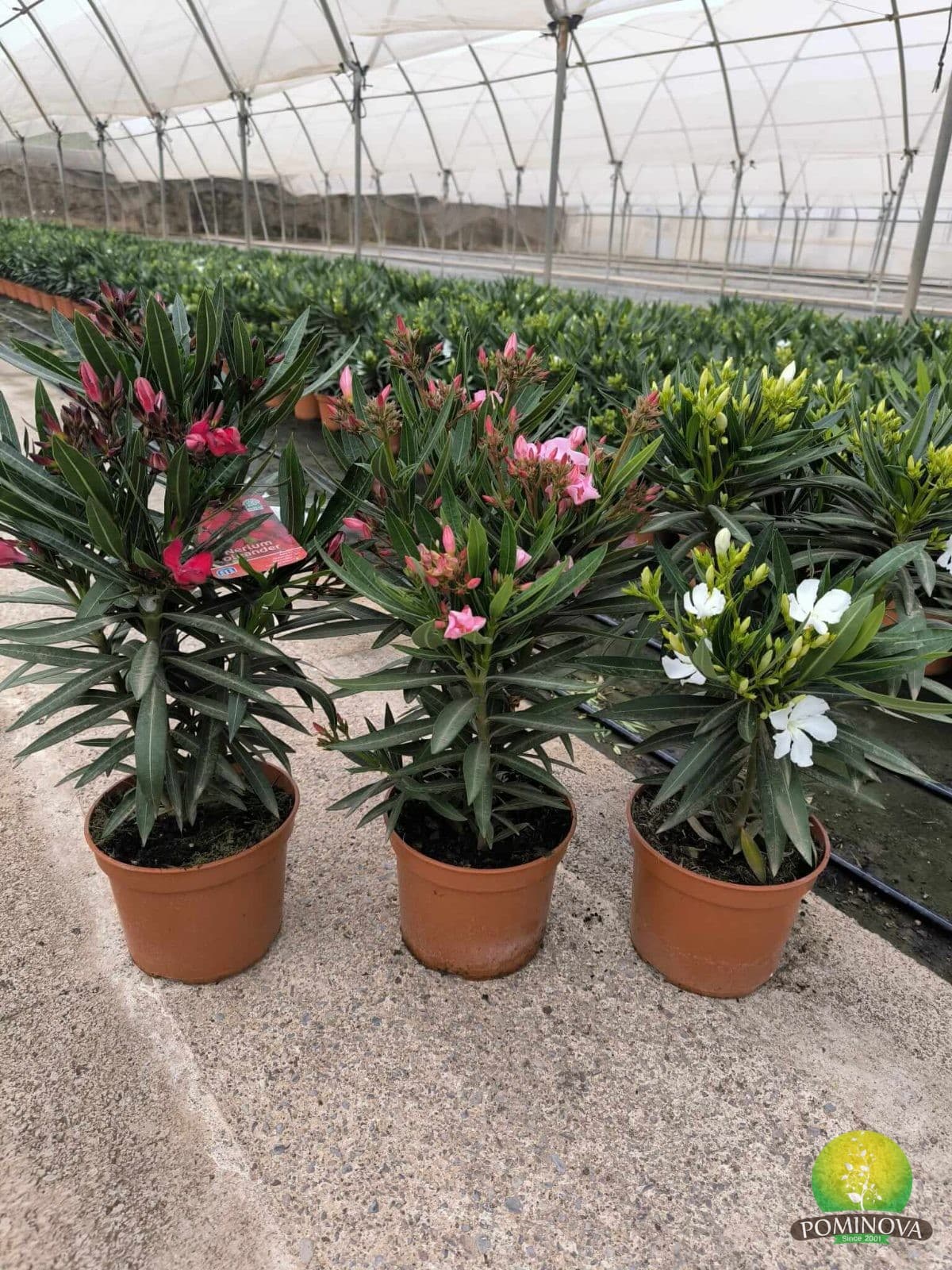 Leandru (Nerium oleander)