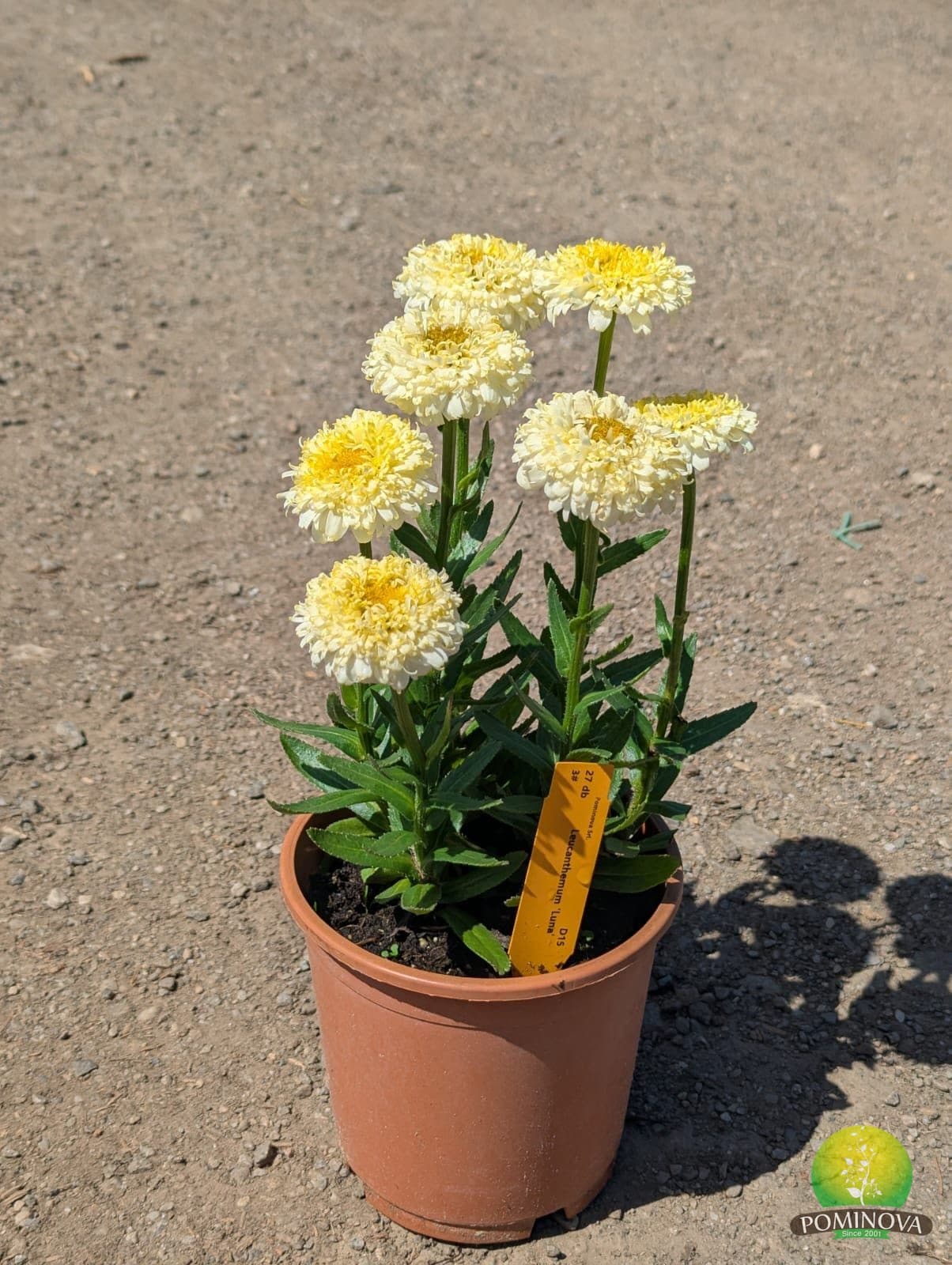 Margarete perene (Leucanthemum vulgare 'Luna') — imagine 1