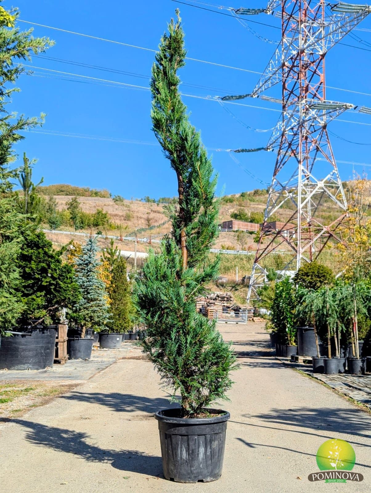 Leylandii spirală (Cupressocyparis leylandii - Spirale) - imagine 1