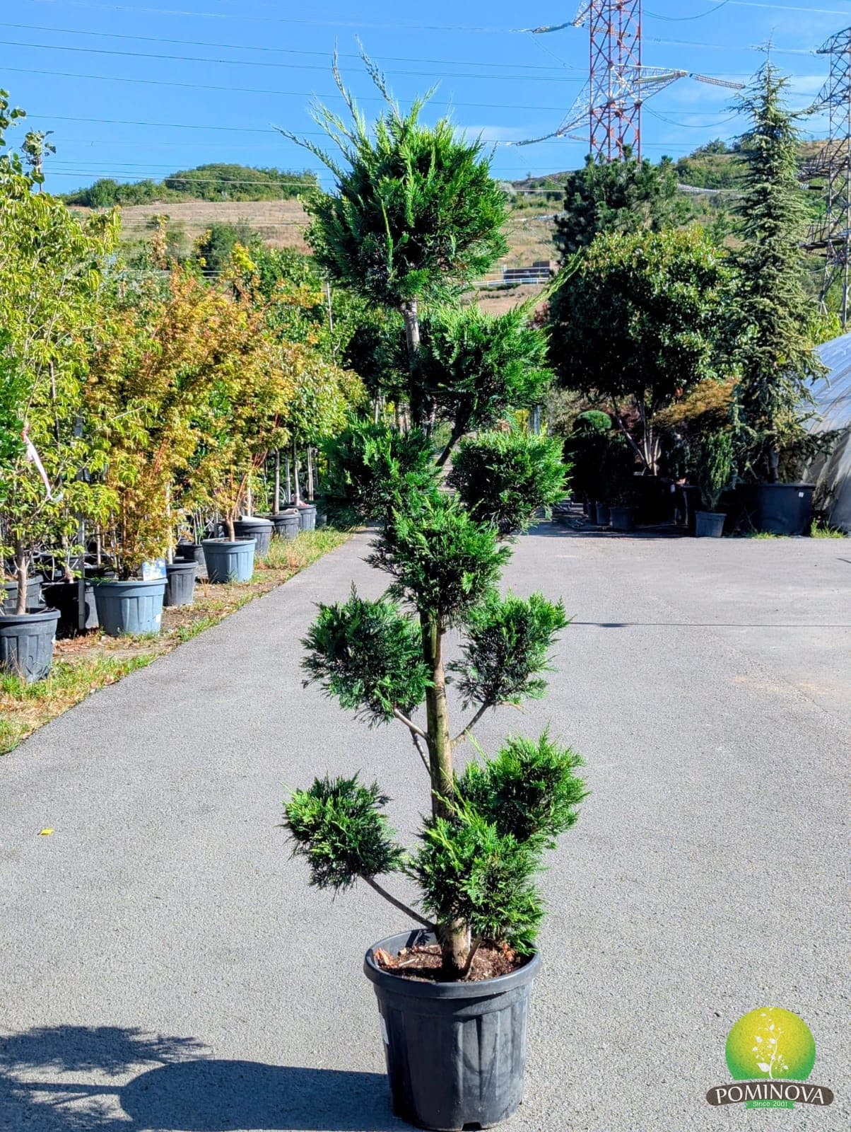 Leylandii topiar Pom-Pom (Cupressocyparis leylandii - Pompom) — imagine 1