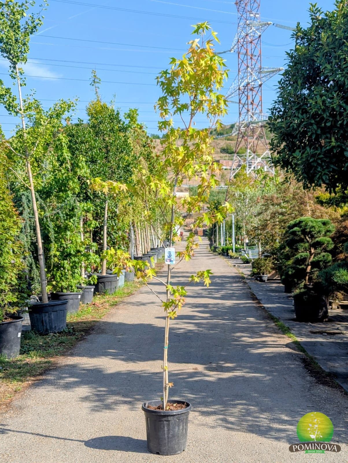Lichidambar (Liquidambar styraciflua) - imagine 5