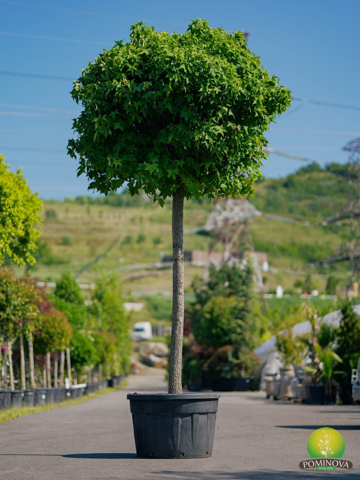 Lichidambar Gum Ball (Liquidambar styraciflua 'Gum Ball') — imagine 1