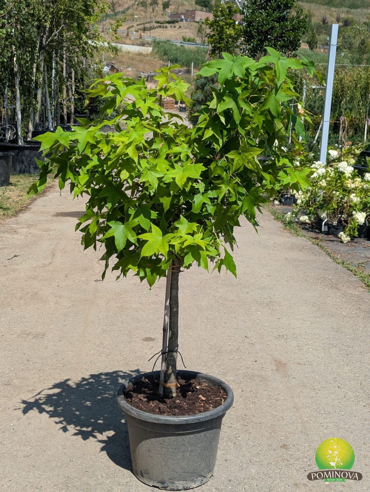 Lichidambar Gum Ball (Liquidambar styraciflua 'Gum Ball') — imagine 2