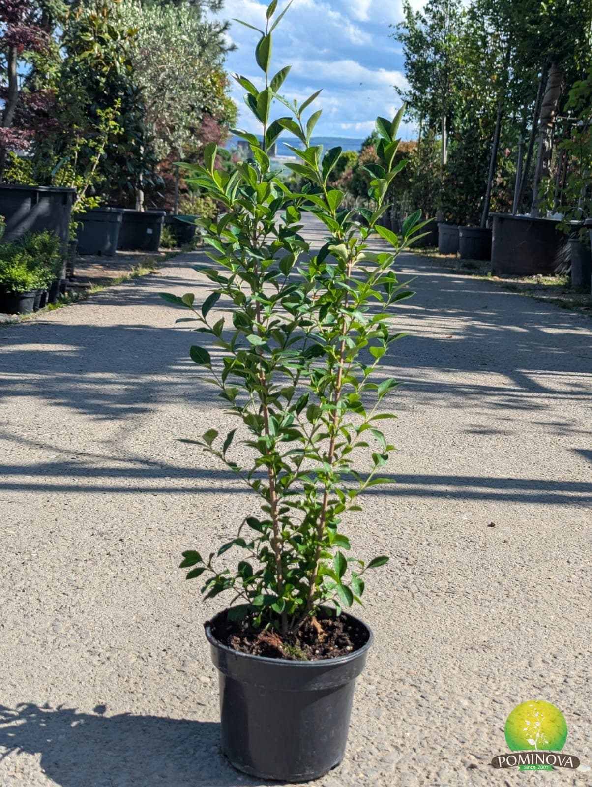Lemn câinesc (Ligustrum ovalifolium) — imagine 1
