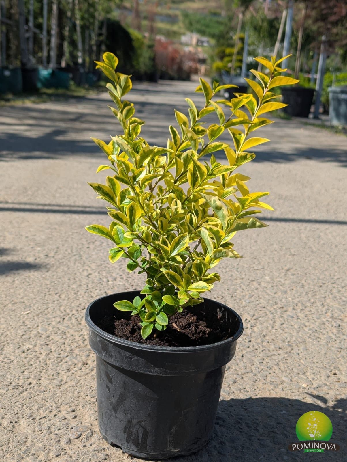 Lemn câinesc auriu (Ligustrum ovalifolium 'Aureum') — imagine 1