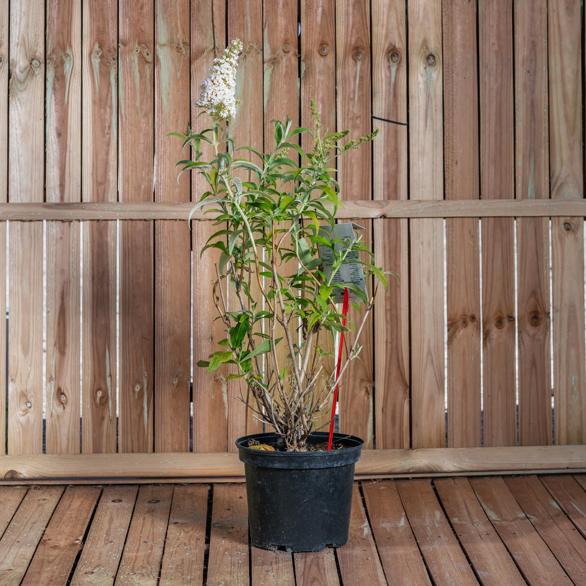 Liliac de vară - alb (Buddleja davidii 'White Profusion') — imagine 1