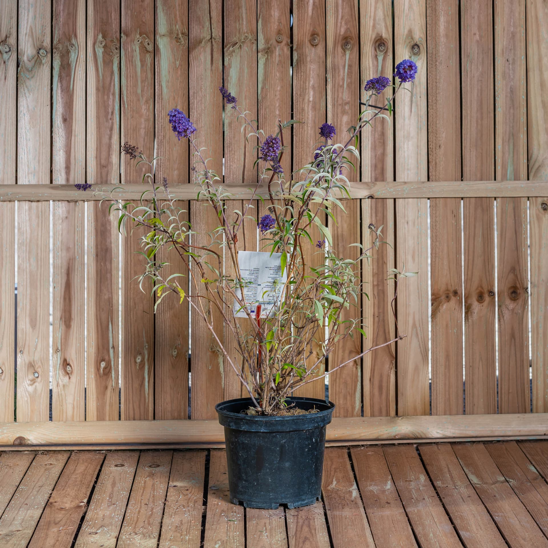 Liliac de vară - mov (Buddleja davidii 'Border Beauty') — imagine 1